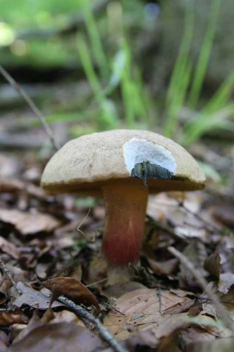 boleti vari dalla Foresta nera! (richiesta id!)